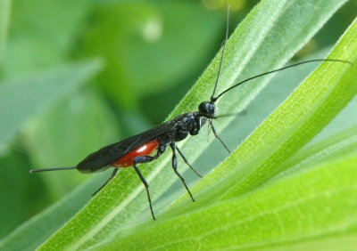 Braconidae Braconid Wasp species