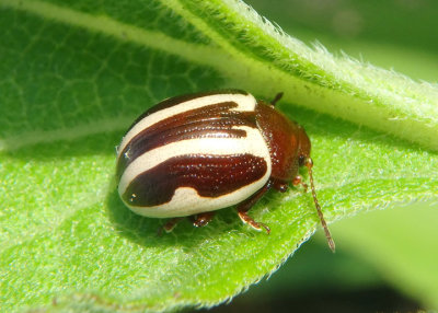 Calligrapha bidenticola; Leaf Beetle species