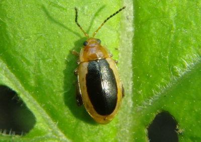 Capraita thyamoides; Flea Beetle species