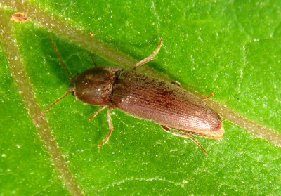 Melanotus Click Beetle species