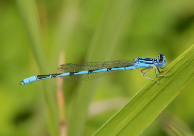 Enallagma basidens; Double-striped Bluet; male