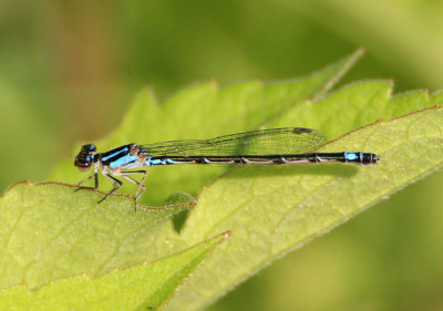Enallagma geminatum; Skimming Bluet; female