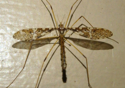 Epiphragma fasciapenne; Limoniid Crane Fly species; male