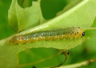 Eupareophora parca; Spiny Ash Sawfly larva