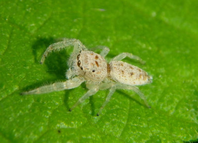 Hentzia Jumping Spider species