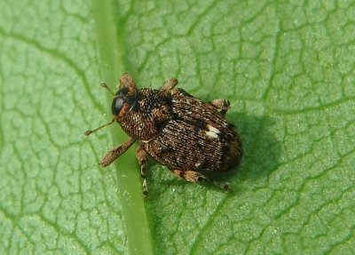 Lechriops oculatus; Weevil species