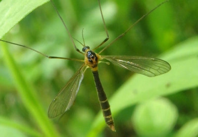 Liogma nodicornis; Cylindromtomid Crane Fly species