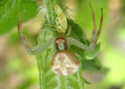Mecaphesa asperata; Northern Crab Spider