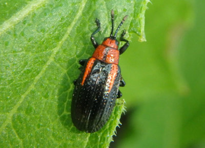 Microrhopala vittata; Goldenrod Leaf Miner