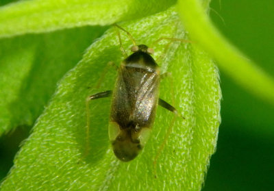 Neolygus Plant Bug species
