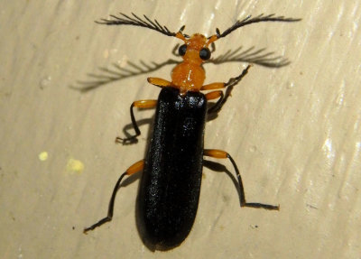 Neopyrochroa femoralis; Fire-colored Beetle species; male