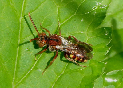 Nomada ruficornis complex; Cuckoo Bee species