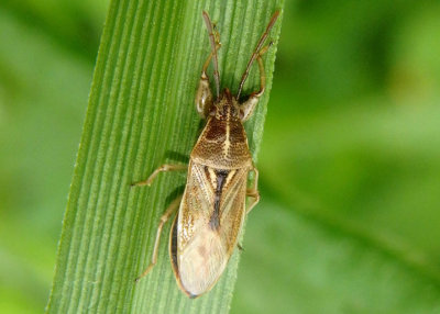 Oedancala dorsalis; True Bug species