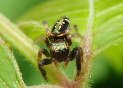 Paraphidippus aurantius; Jumping Spider species