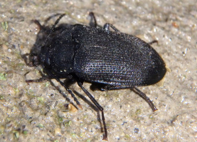Penthe pimelia; Velvety Bark Beetle 
