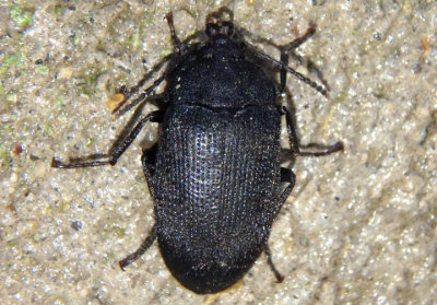 Penthe pimelia; Velvety Bark Beetle