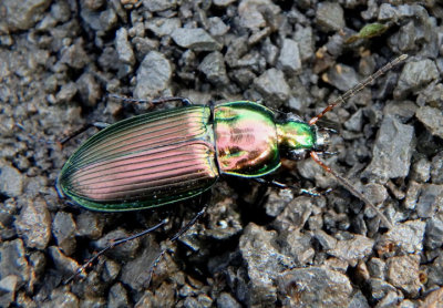Poecilus chalcites; Woodland Ground Beetle species