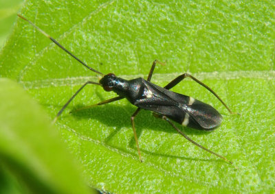 Pseudoxenetus regalis; Plant Bug species 