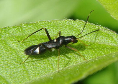 Pseudoxenetus regalis; Plant Bug species