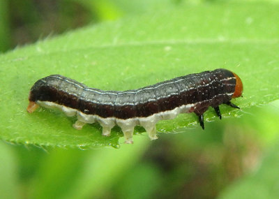 9939 - Eupsilia devia; Lost Sallow caterpillar