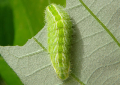 Satyrium calanus; Banded Hairstreak caterpillar