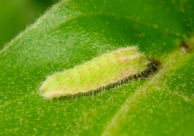 Satyrium calanus; Banded Hairstreak caterpillar