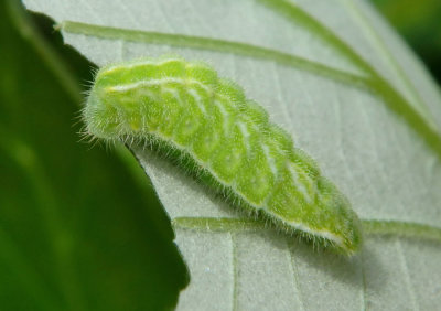 Satyrium calanus; Banded Hairstreak caterpillar