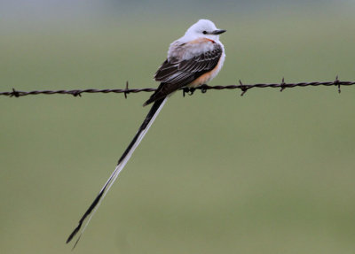 Scissor-tailed Flycatcher; male