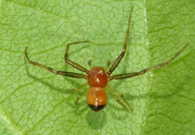 Synema parvulum; Crab Spider species; male