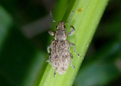 Tanymecus confusus; Broad-nosed Weevil species