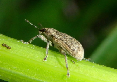 Tanymecus confusus; Broad-nosed Weevil species