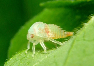 Telamonini Treehopper species nymph