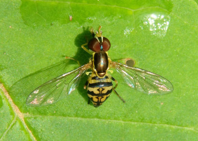 Toxomerus geminatus; Flower Fly species; female