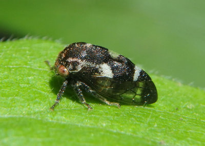 Cyrtolobus pallidifrontis; Treehopper species