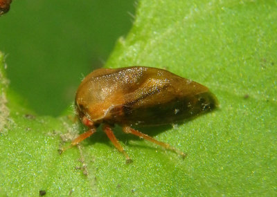 Cyrtolobus Treehopper species
