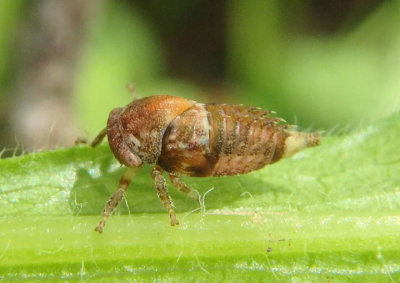 Smiliini Treehopper species nymph