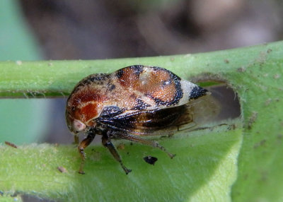 Xantholobus muticus; Treehopper species