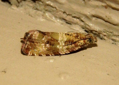 2859 - Celypha cespitana; Celypha Moth