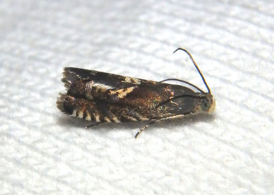 3439 - Grapholita interstinctana; Clover Head Caterpillar Moth 