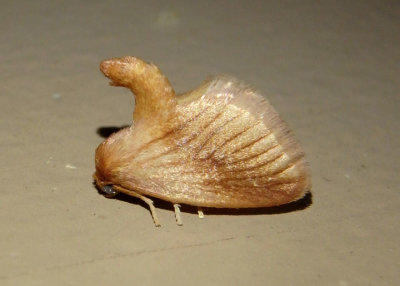 4652 - Tortricidia testacea; Warm-chevroned Moth
