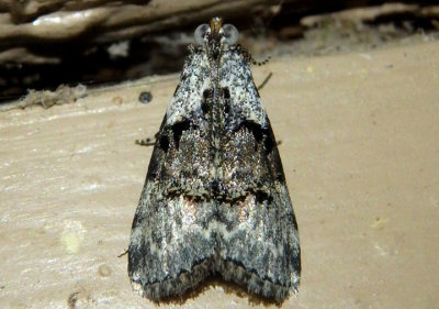 5617 - Pococera humerella; Pyralid Moth species