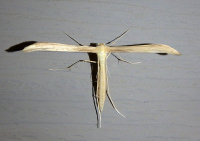 6181-6233 - Hellinsia Plume Moth species