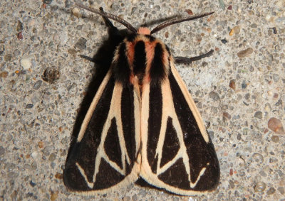 8169 - Apantesis phalerata; Harnessed Tiger Moth