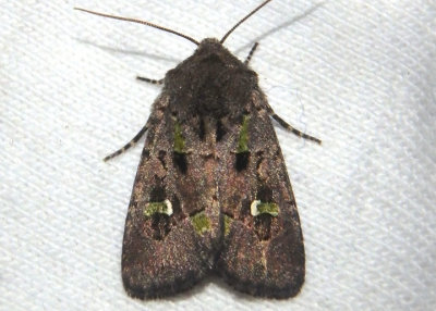 10397 - Lacinipolia renigera; Bristly Cutworm Moth