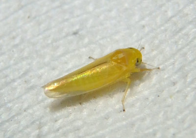 Alebra aurea; Leafhopper species