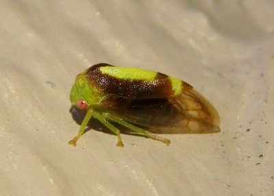 Atymna querci; Treehopper species; male 