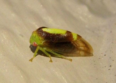 Atymna querci; Treehopper species; male