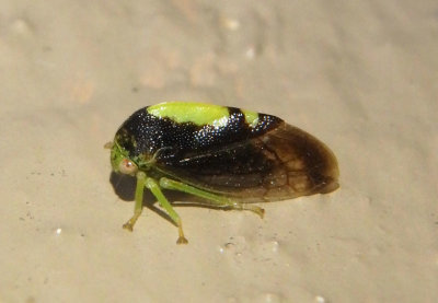 Atymna querci; Treehopper species; male