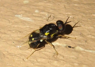 Caloparyphus tetraspilus; Soldier Fly species; male