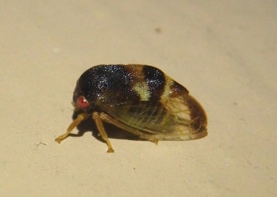 Cyrtolobus auroreus; Treehopper species